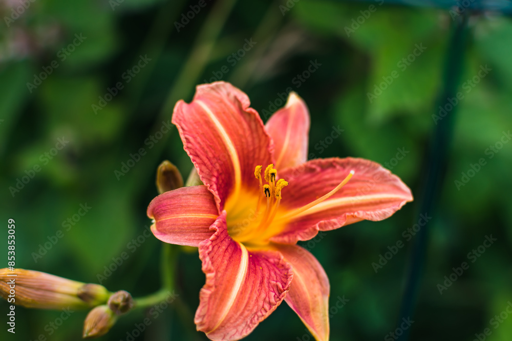 Orange daylily or day lily, flower, hemerocallis Orange daylily or day lily, flower, hemerocallis