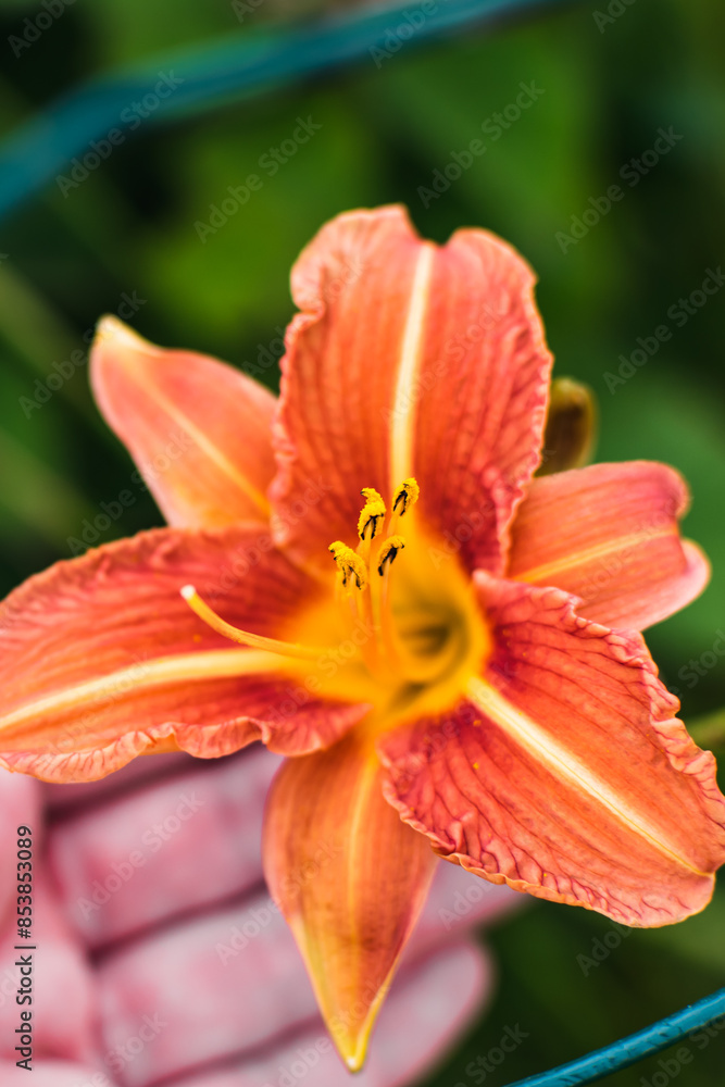Orange daylily or day lily, flower, hemerocallis Orange daylily or day lily, flower, hemerocallis
