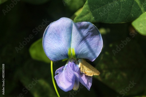 The Winged Flower (Psophocarpus tetragonolobus) is bright purple with distinctive petals. In Indonesia it is called kecipir or cipir. photo