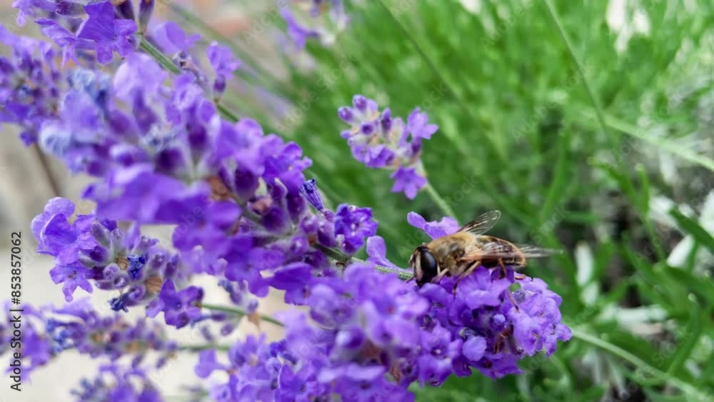 bee on lavea bee on a lavender flower is looking for nectar, closeup, insect worldnder bee on lavea bee on a lavender flower is looking for nectar, closeup, insect worldnder