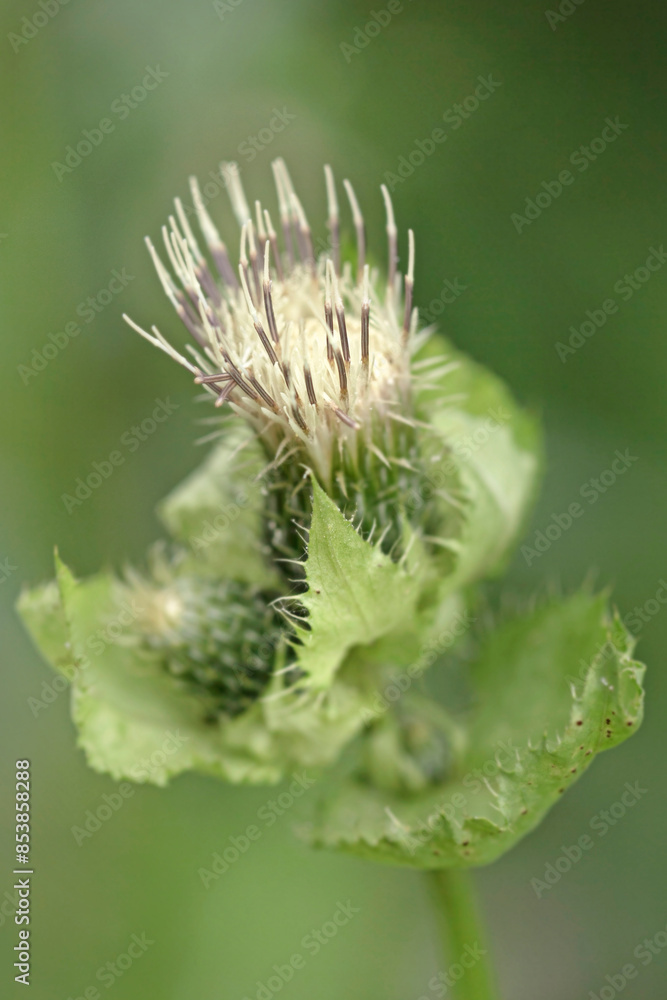 Large flowering thistle in green tones Large flowering thistle in green tones