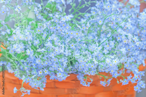 Flowers of blue young forget-me-nots in basket