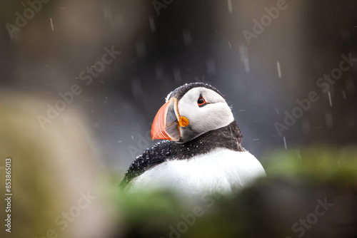 Headshot portrait of an atlantic puffin in the rain with blurred foreground and background. photo