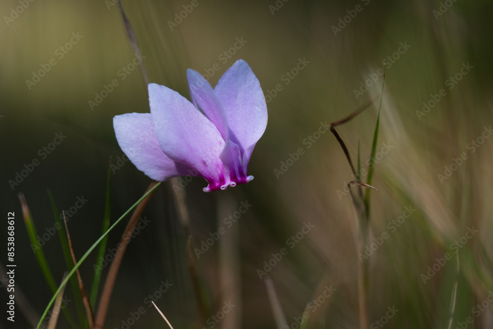 cyclamen de perse cyclamen de perse