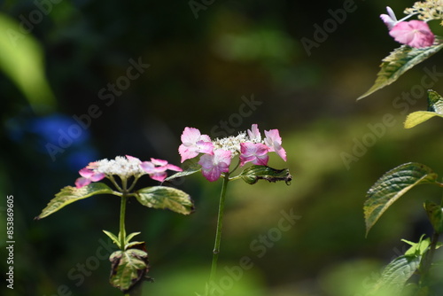 木漏れ日の中で咲く紫陽花