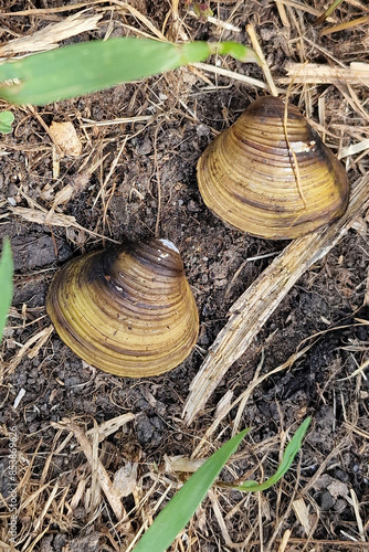 Two valves of shell Asian clam (Corbicula fluminea)