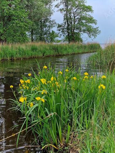 Flowering Yellow flag (Iris pseudacorus) on bank of Dutch lake
