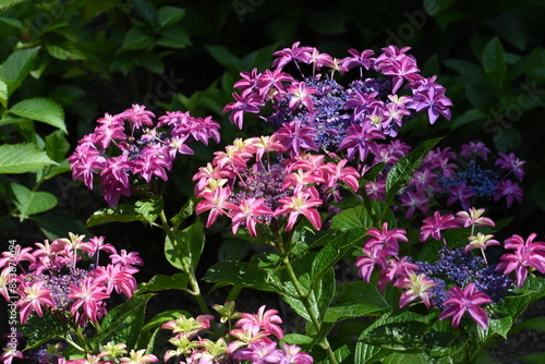 木漏れ日の中で咲く紫陽花
