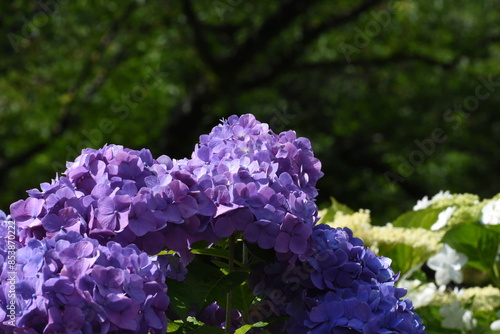 木漏れ日の中で咲く紫陽花