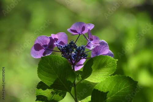 木漏れ日の中で咲く紫陽花
