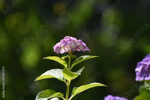 木漏れ日の中で咲く紫陽花