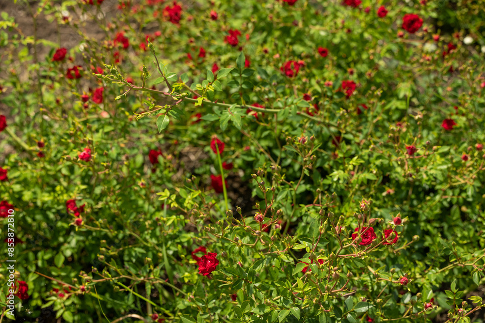 Small red roses on the green branches of a bush. Rose bushes in the garden. Small red roses on the green branches of a bush. Rose bushes in the garden.
