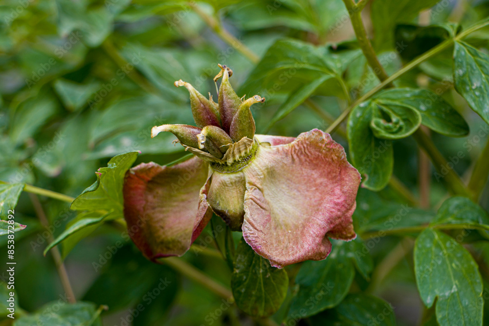 Tree peony, leaves and unripe fruits. Tree peony after flowering. Tree peony flower after flowering. Pruning peonies after flowering. Tree peony, leaves and unripe fruits. Tree peony after flowering. Tree peony flower after flowering. Pruning peonies after flowering.