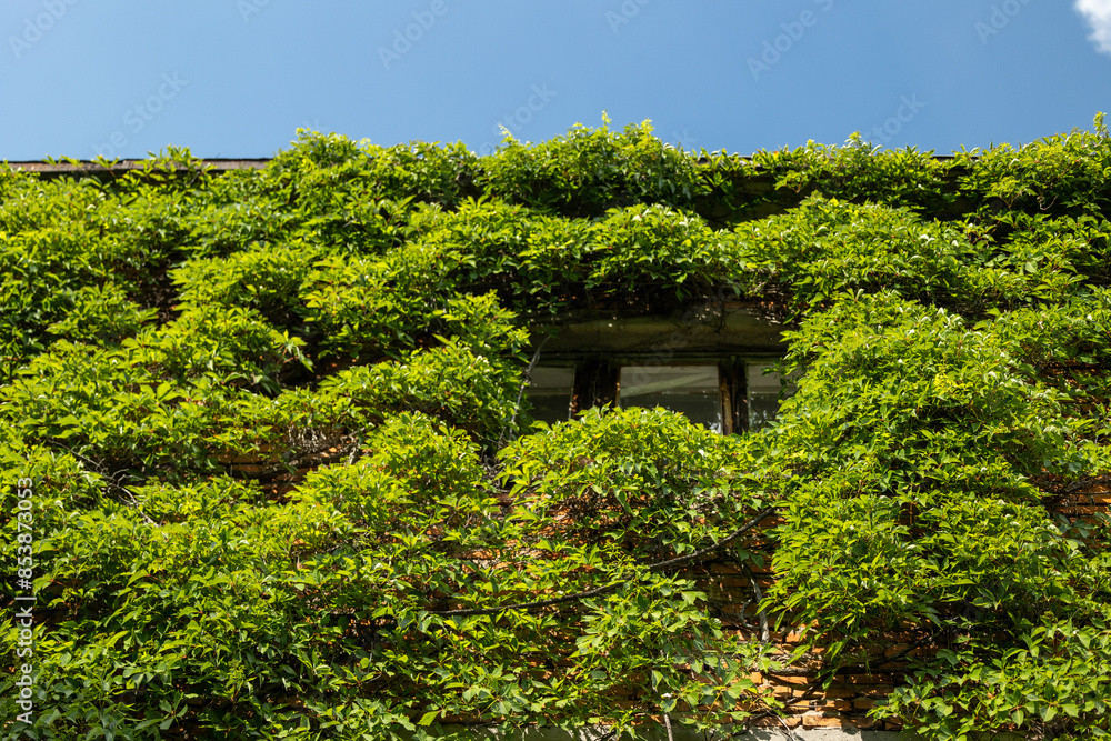 A bottom-up view of a building overgrown with green ivy A bottom-up view of a building overgrown with green ivy
