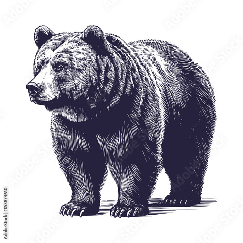 bear vector, bear silhouette
