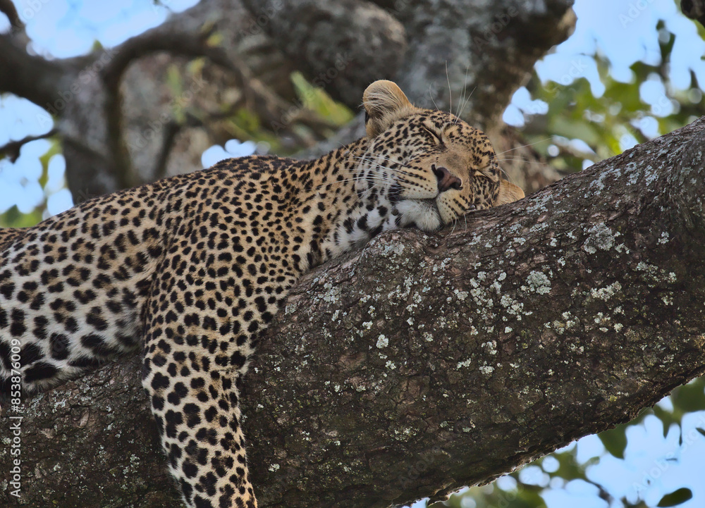 closeup of handsome leopard on a tree branch in deep sleep with eyes closed and dangling legs in the wild serengeti national park, tanzania closeup of handsome leopard on a tree branch in deep sleep with eyes closed and dangling legs in the wild serengeti national park, tanzania