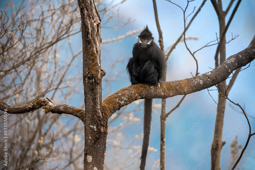 The White Cheeked Black Leaf Monkey in Wangping, Nanchuan Mountain, Chongqing The White Cheeked Black Leaf Monkey in Wangping, Nanchuan Mountain, Chongqing