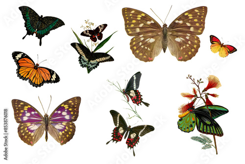 Set Of Vintage Illustration Of Different Species Of Butterflies With Transparent Background, Colorful Butterfly Flying