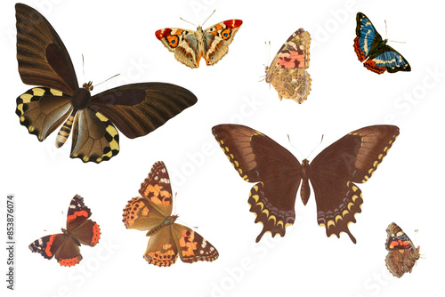 Set Of Vintage Illustration Of Different Species Of Butterflies With Transparent Background, Colorful Butterfly Flying