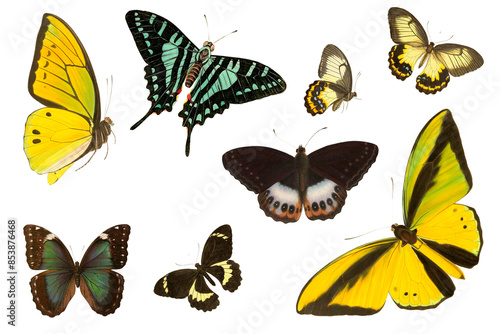 Set Of Vintage Illustration Of Different Species Of Butterflies With Transparent Background, Colorful Butterfly Flying
