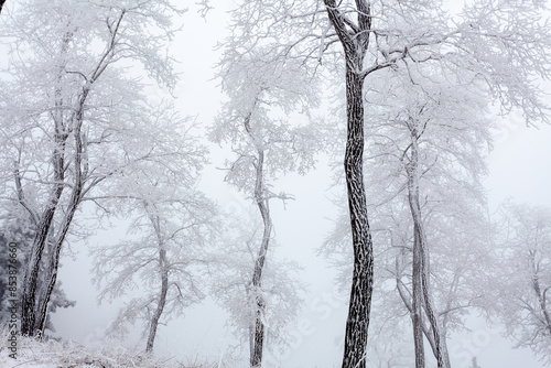 Wall Mural A locust tree forest covered in rime