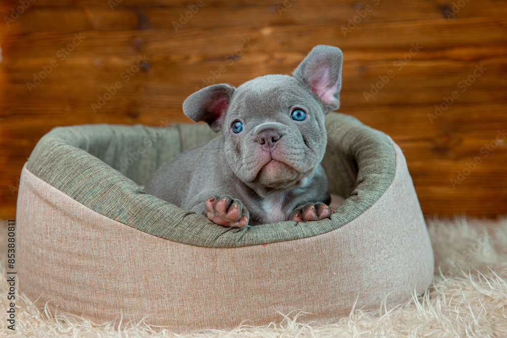 Φωτογραφία Cute baby French bulldog puppy lies in an animal bed on a wooden background