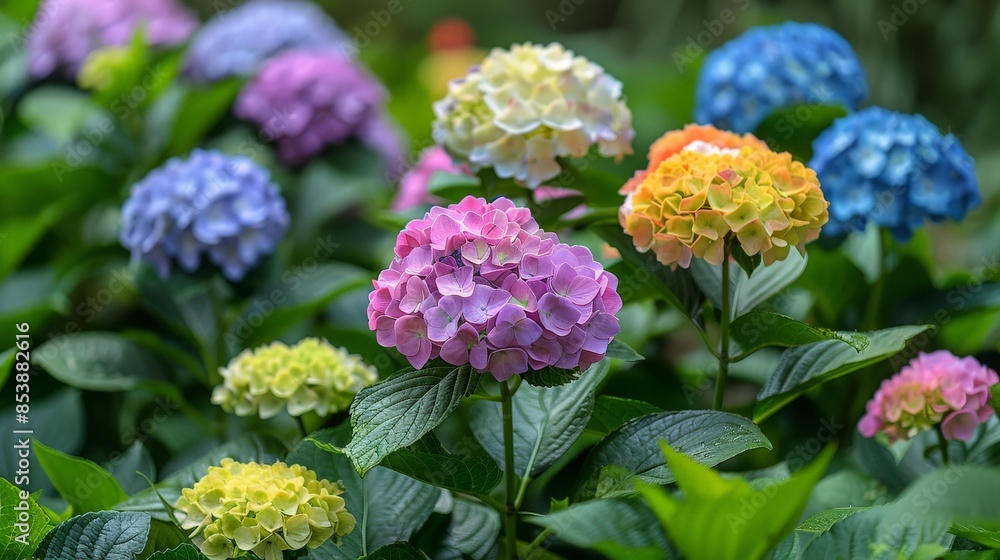 A Symphony of Colors in the Garden: Vibrant Hydrangeas Bloom in Summer. Generative AI A Symphony of Colors in the Garden: Vibrant Hydrangeas Bloom in Summer. Generative AI