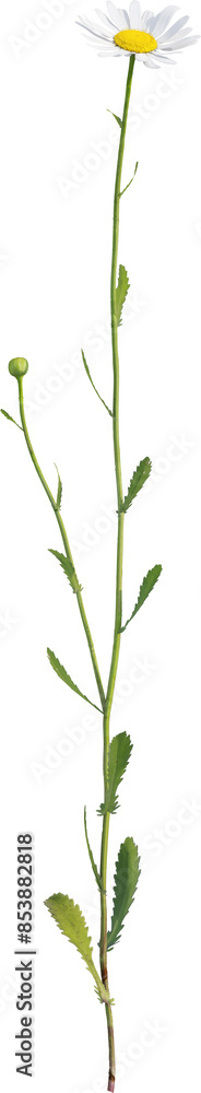 Side view of Oxeye Daisy plant with white flowers Side view of Oxeye Daisy plant with white flowers