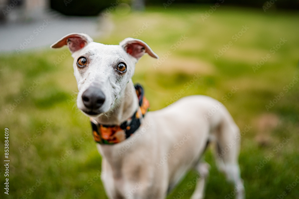 Healthy happy close-up portrait of light brown pure bred dog whippet. Big nose, funny dog. Healthy happy close-up portrait of light brown pure bred dog whippet. Big nose, funny dog.