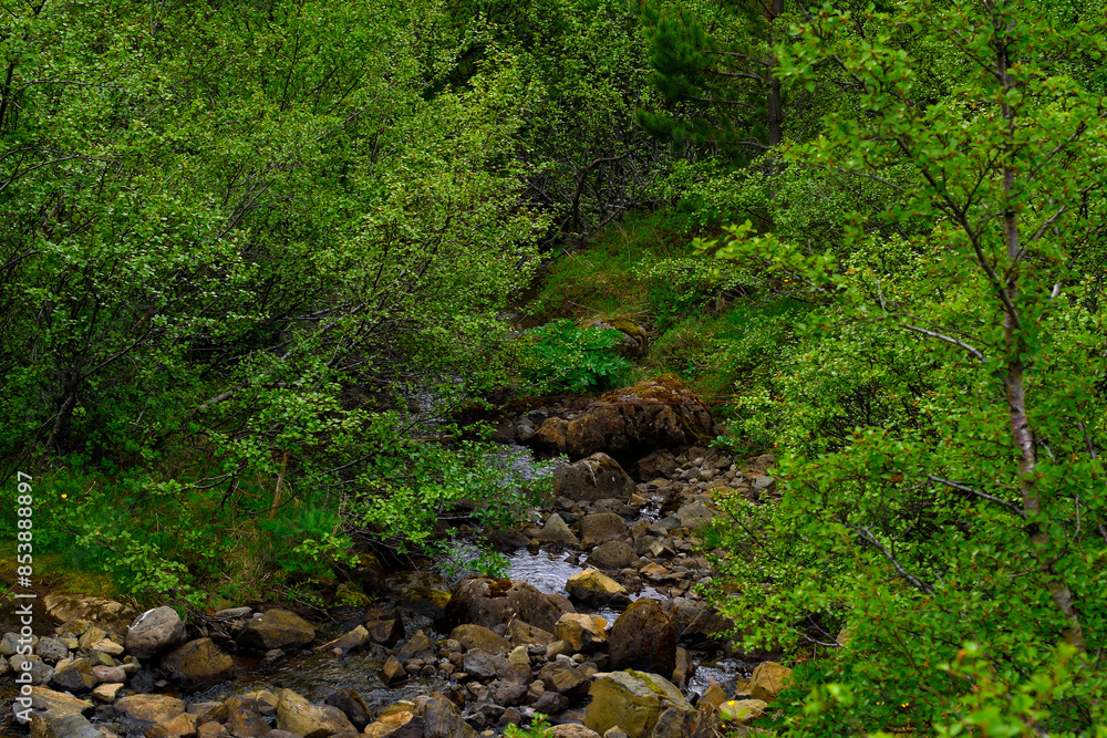 Magical landscapes of Iceland. Serene stream meanders through verdant forest, sunlight dappling through canopy of lush trees Magical landscapes of Iceland. Serene stream meanders through verdant forest, sunlight dappling through canopy of lush trees