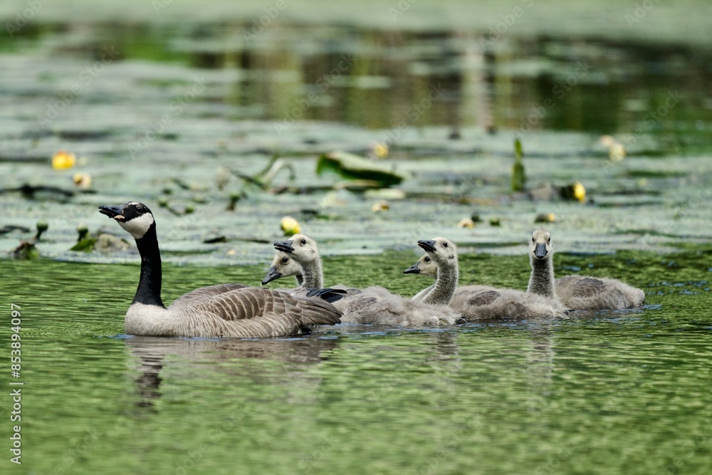 Obraz premium Goslings 