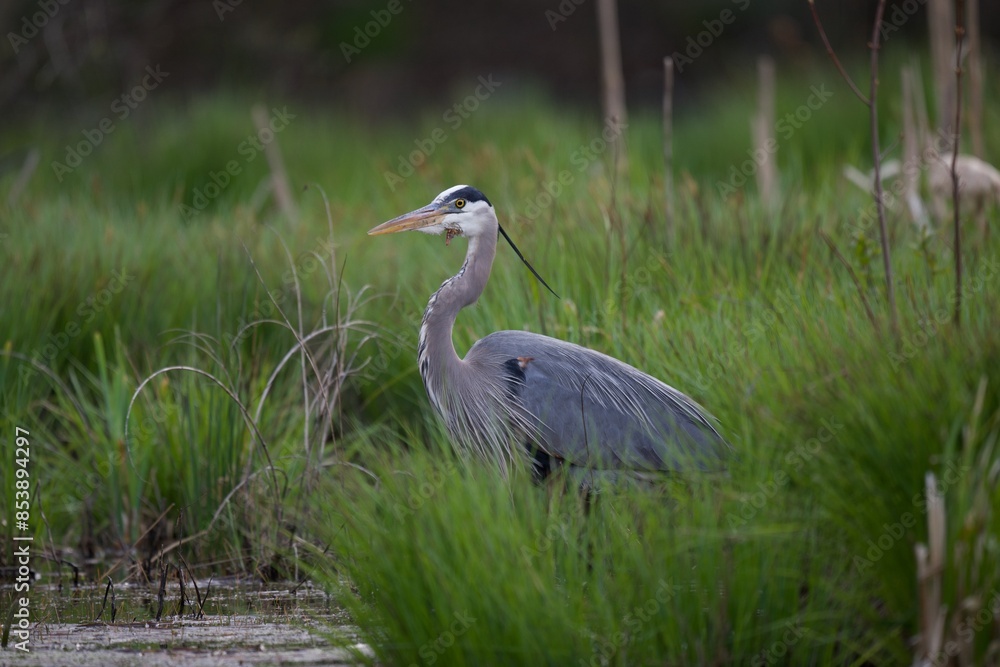 Fototapeta premium Great blue heron flying in forest
