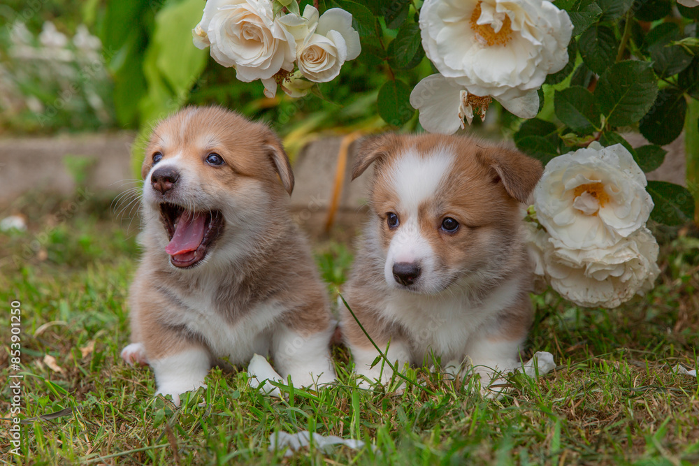 Acute Welsh corgi two puppies sits near a bush of blooming roses on a walk in summer Acute Welsh corgi two puppies sits near a bush of blooming roses on a walk in summer