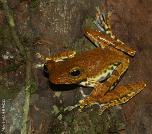 Frog perched on a tree trunk cling on with its toe pads; frog with spines and sharp processes on the head; Rare endemic Ranwella's spined tree frog Polypedates ranwellai from Sri Lanka photo