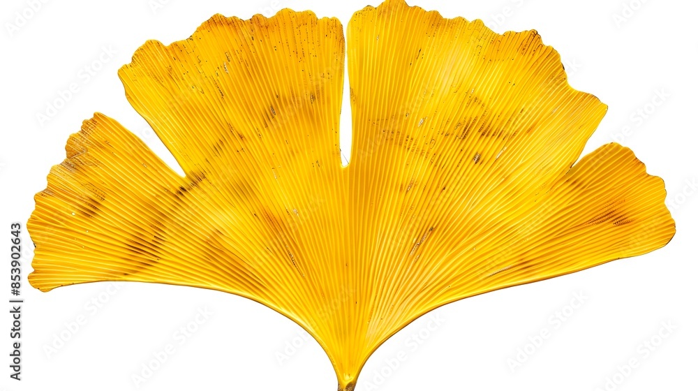 Symmetrical Ginkgo Leaf in Vibrant Yellow Hue on White Background Symmetrical Ginkgo Leaf in Vibrant Yellow Hue on White Background