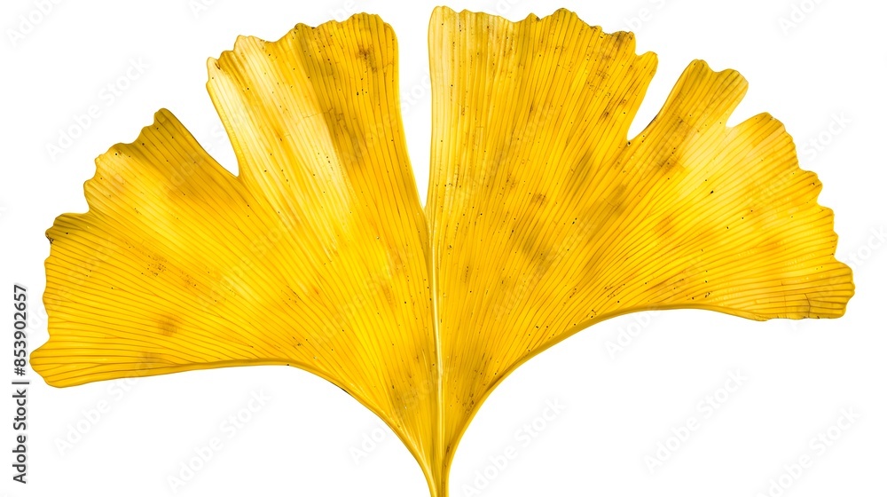 Vibrant Ginkgo Leaf in Symmetrical Fan-Shaped Design on Minimalist White Background Vibrant Ginkgo Leaf in Symmetrical Fan-Shaped Design on Minimalist White Background