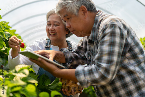 Happy cute couple Asian couple senior farmer working on an organic strawberry farm and harvest picking strawberries. Farm organic fresh harvested strawberry and Agriculture industry.