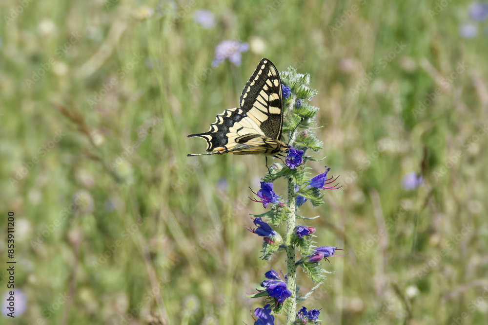 Old World Swallowtail or common yellow swallowtail (Papilio machaon) sitting on blueweed in Zurich, Switzerland