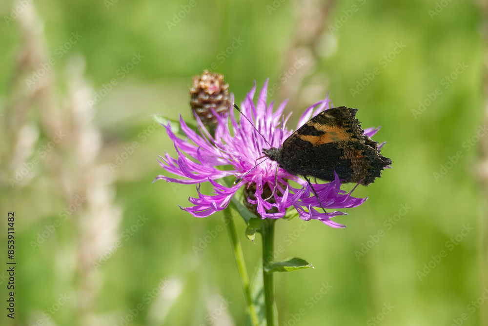 Small tortoiseshell butterfly (Aglais urticae) sitting on pink flower in Zurich, Switzerland Small tortoiseshell butterfly (Aglais urticae) sitting on pink flower in Zurich, Switzerland