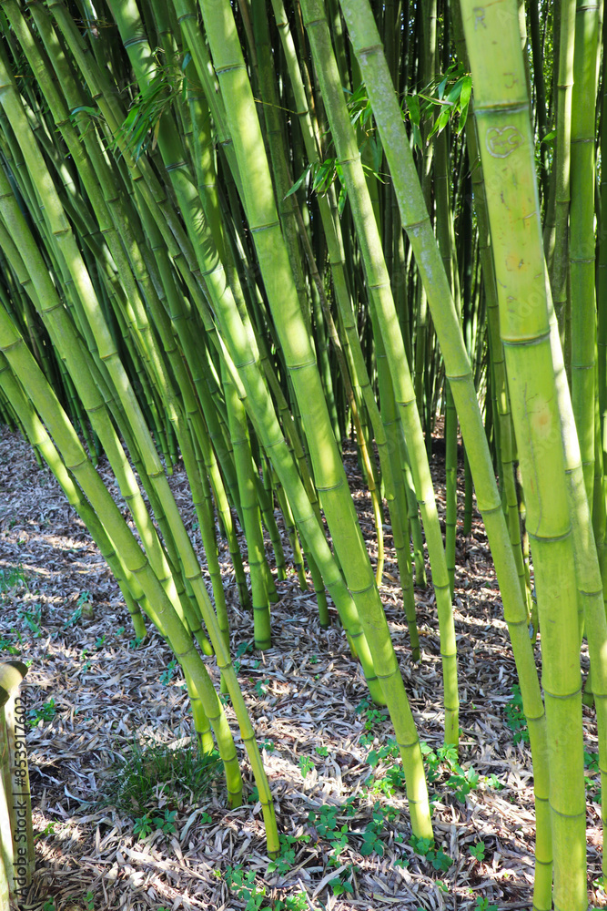 Obraz premium bamboo grove with young green bamboo trees