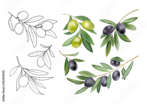Olive leaves. Roman branch leaf. Green laurel watercolor divider or flower border. Greek Mediterranean logo. Natural sprigs with berries. Plant sketch elements set. Vector botanical clipart