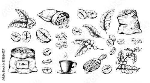 Coffee sketch. Hand drawn Arabica beans. Roasted seeds bag. Black and white retro drink art. Espresso cup. Rustic wooden spoon. Tree leaves with berries. Vector vintage elements set
