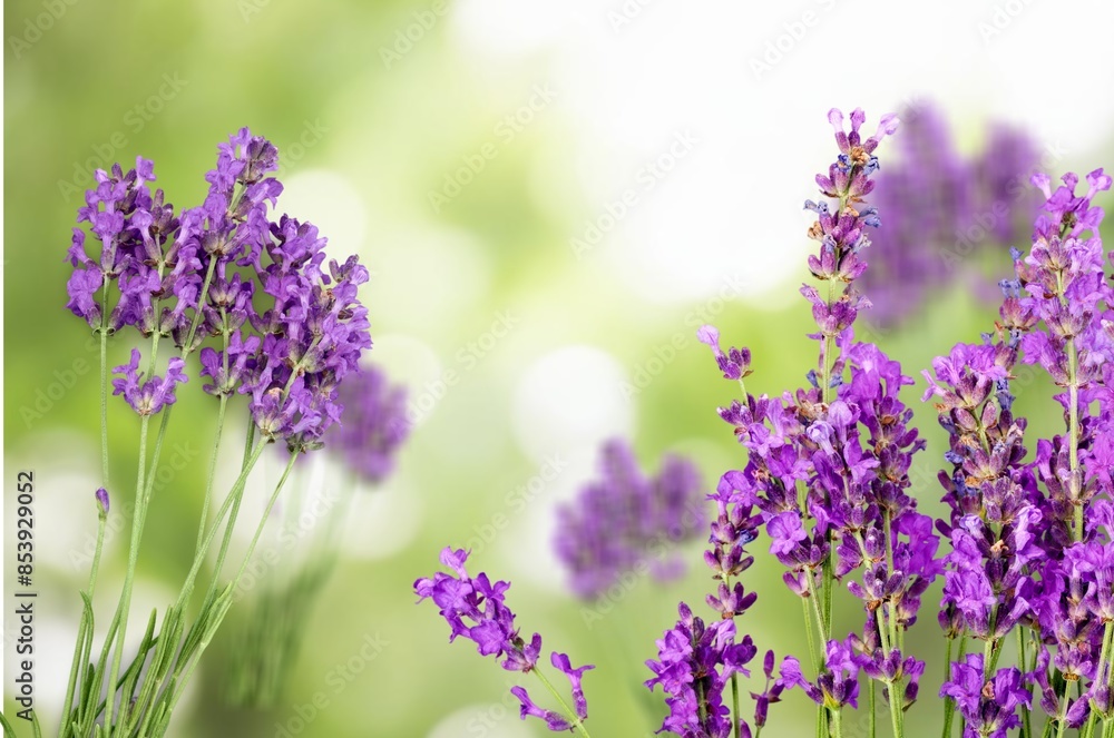 Naklejka premium Purple Verbena fresh flowers on green field
