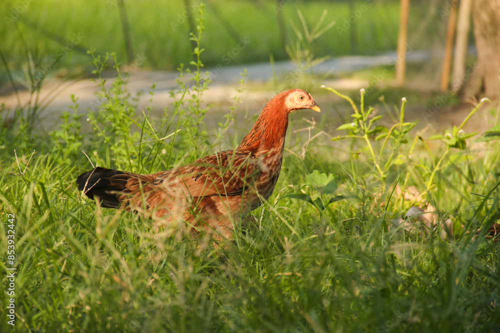 Fototapeta premium The hen and her chicks look for natural food in the green grass