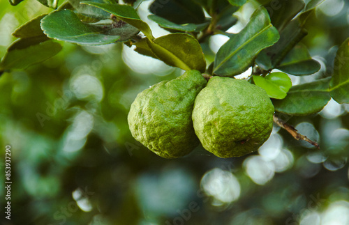 Green kaffir lime fruit that is still on the tree and shines with beautiful morning sunlight