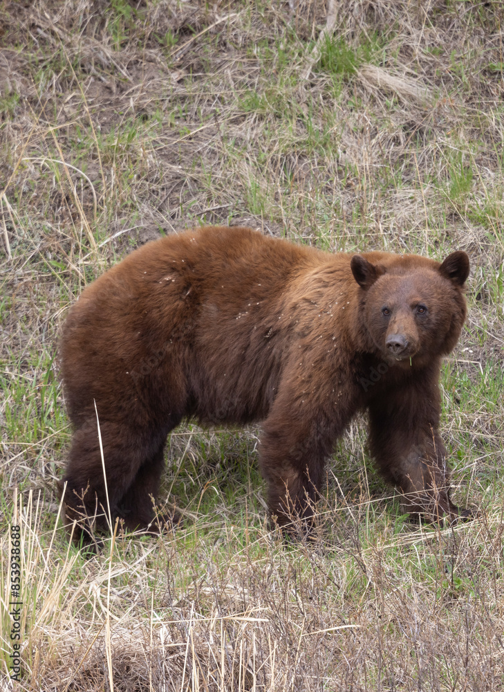 Black Bear in Yellowstone Naitonal Park Wyoming in Spring Black Bear in Yellowstone Naitonal Park Wyoming in Spring