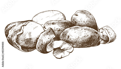White potatoes in skins, whole, peeled, with a spiral of peelings. Graphic illustration hand drawn in brown ink. EPS vector on the theme of harvest cooking, food, packaging, vegetable shop design.