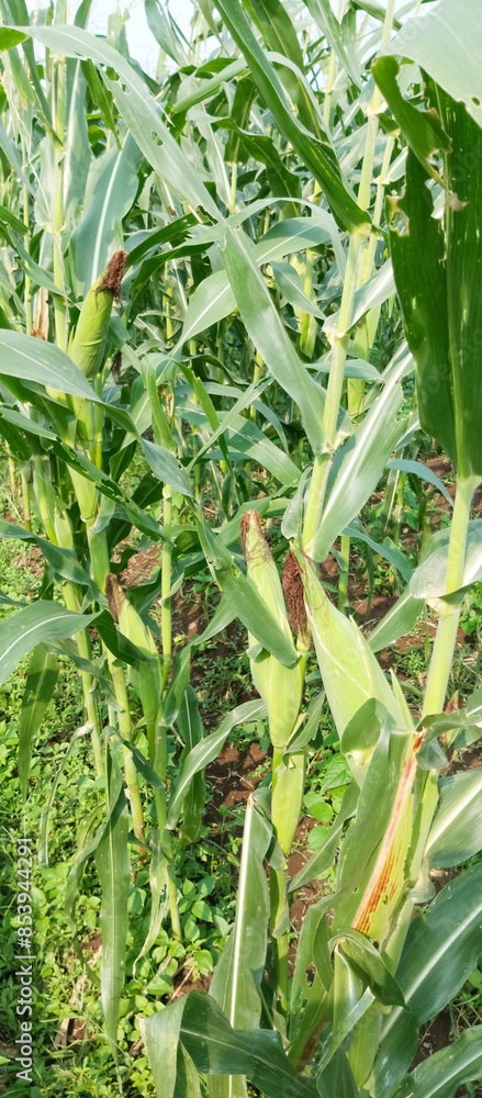 Obraz premium corn trees, corn fruits in rice fields