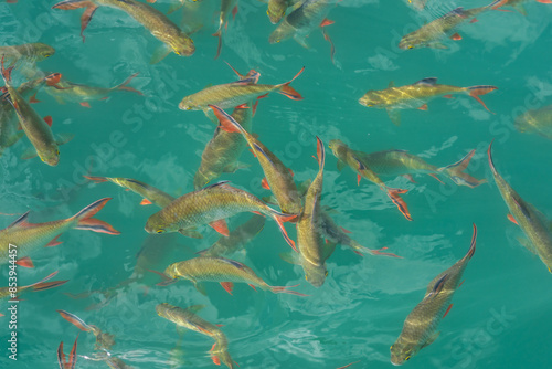 Group of Goldfin or Tin foil barb fishes are swimming in turquoise freshwater. Animal in nature, photo from above. Close-up and selective focus. photo