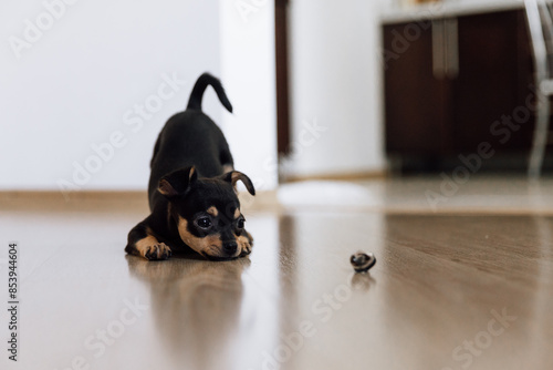 Brown and black Chuhuahua dog playing with a toy. Active and healthy puppy